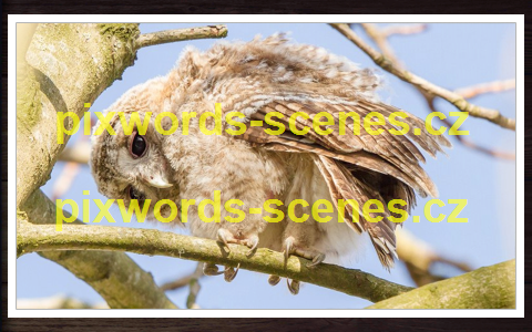 PixWords Scenes help