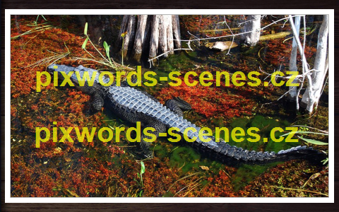 PixWords Scenes help